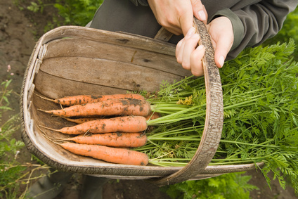 organic food