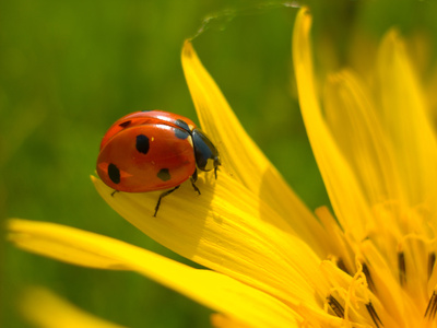 natural pest control